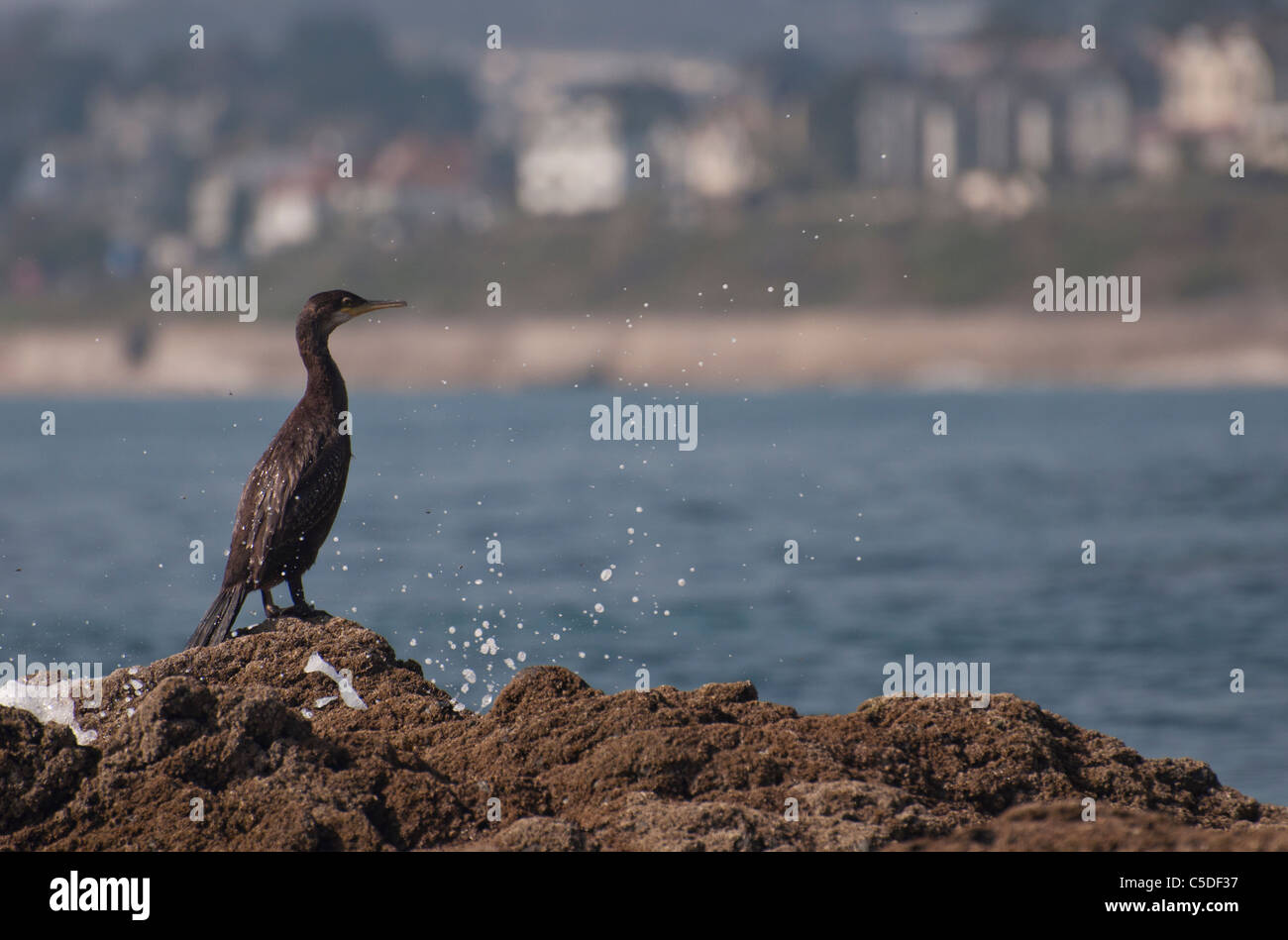 Cormorant looking out to sea Stock Photo