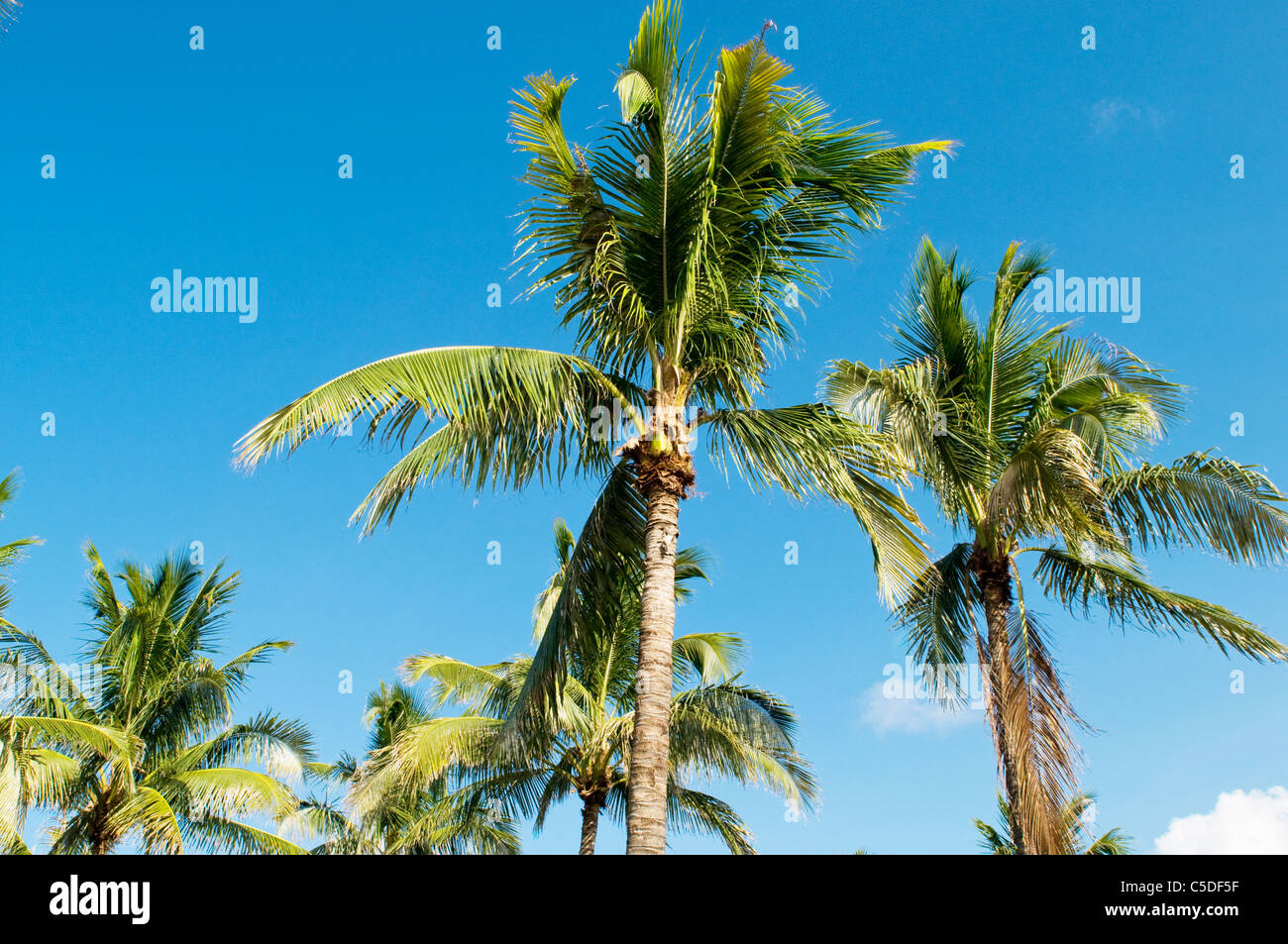 Palms trees on the beach during bright day Stock Photo - Alamy