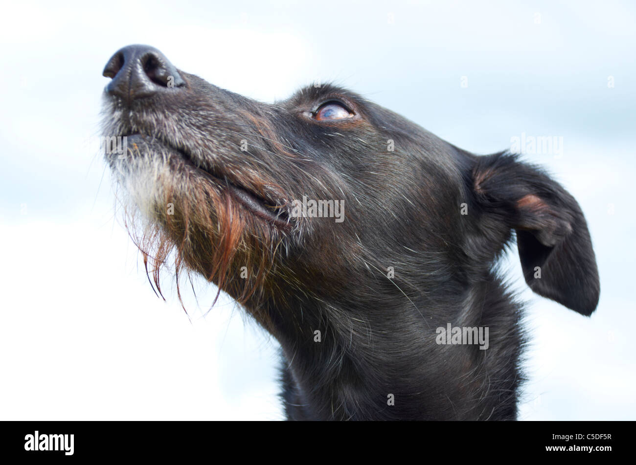 Whippet Cross Stock Photos Whippet Cross Stock Images Alamy
