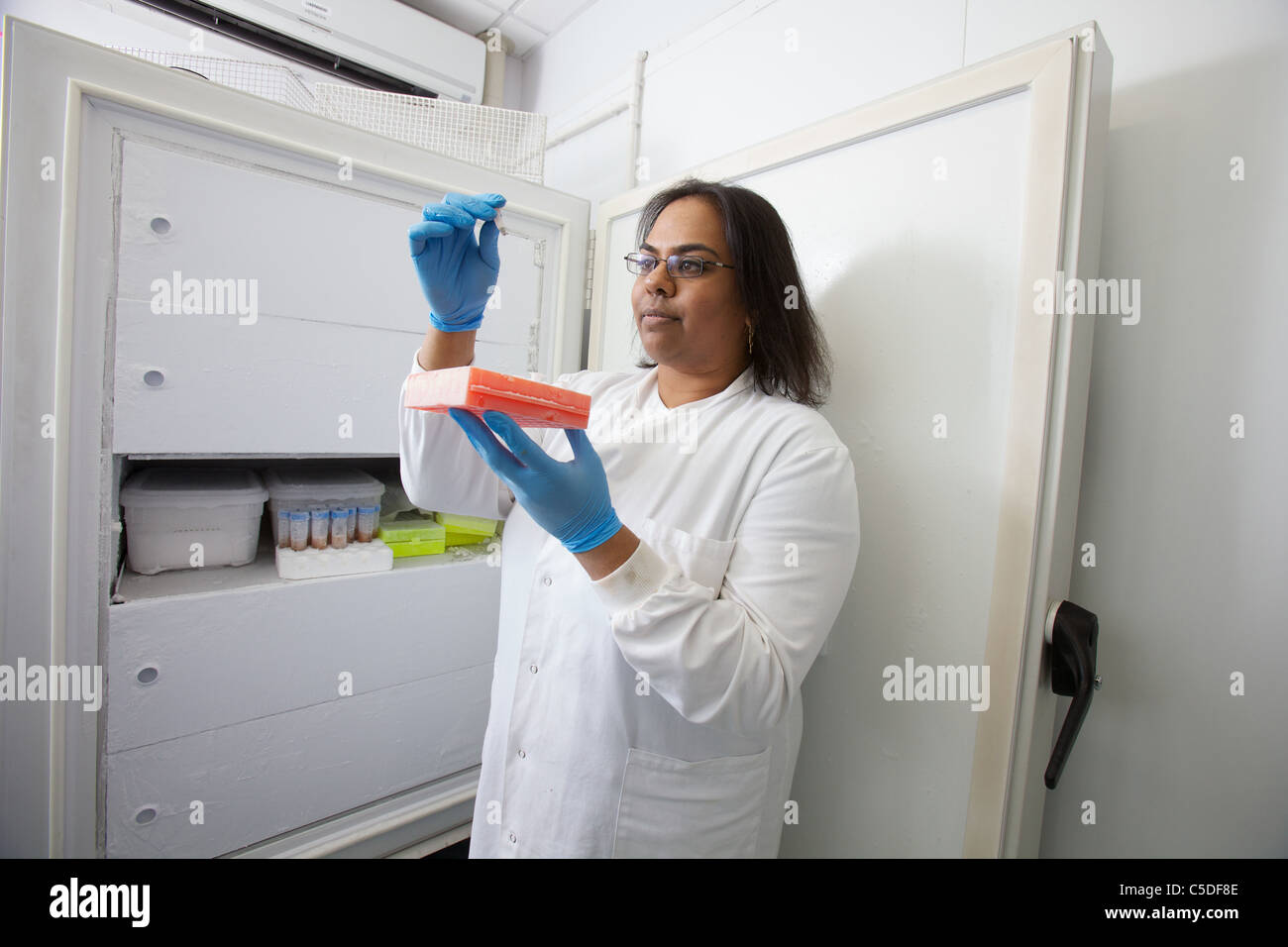 Lab technician checking samples from a -86˚ freezer at the Leeds Metropolitan University.Bio Chemical laboratory Stock Photo