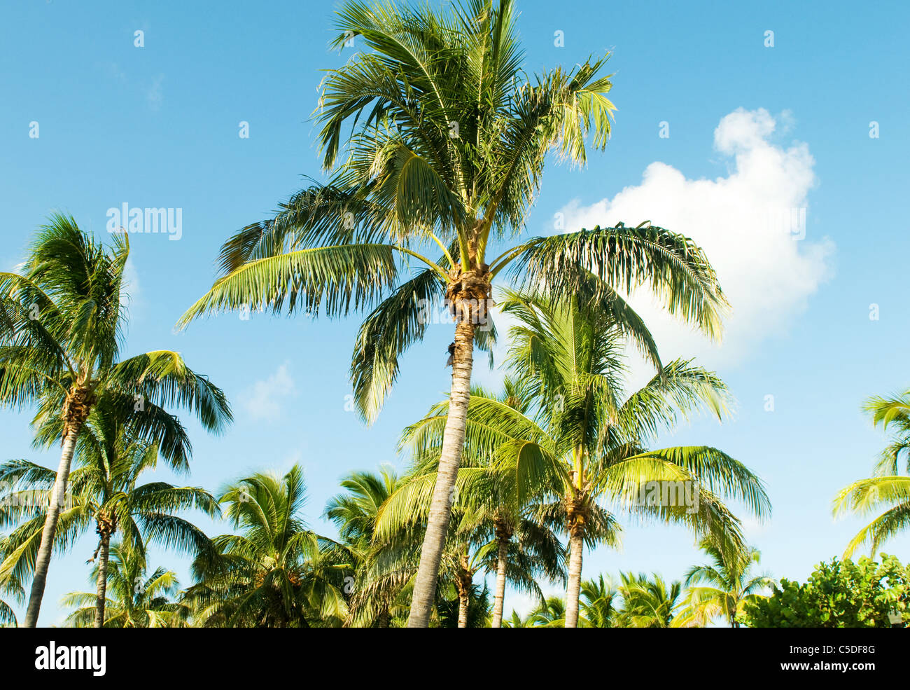 Palms trees on the beach during bright day Stock Photo - Alamy