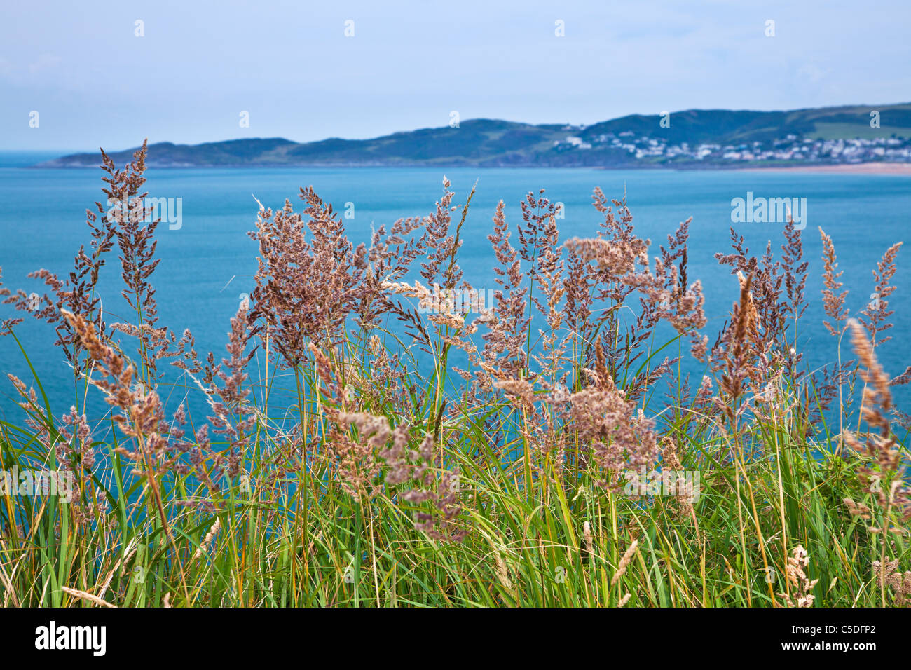 View through wild grasses towards Morte Point and Woolacombe on the North Devon coast. Stock Photo