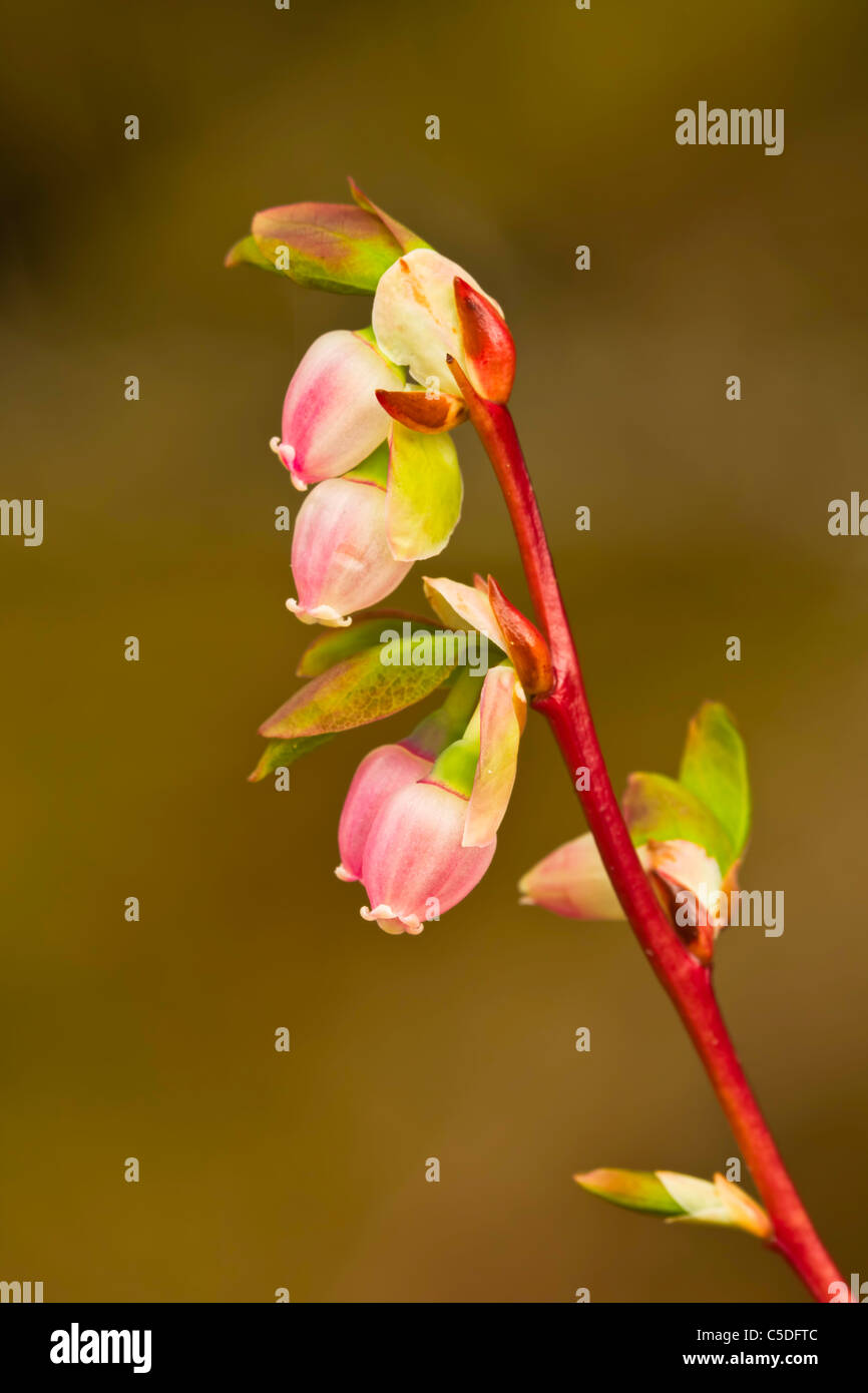 Macro of flowers of Bog Blueberry (Vaccinium uliginosum) in bloom in spring in Cordova in Southcentral Alaska. Morning. Stock Photo