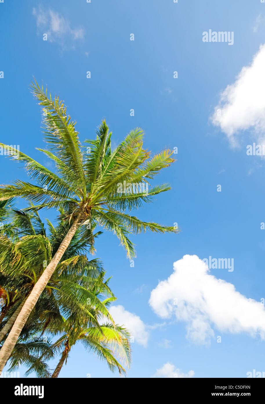 Palms trees on the beach during bright day Stock Photo - Alamy