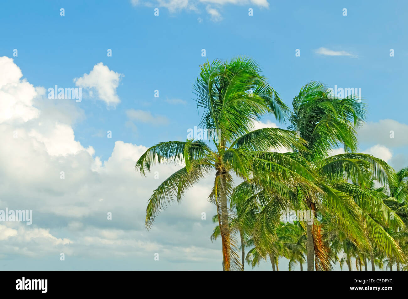 Palms trees on the beach during bright day Stock Photo - Alamy