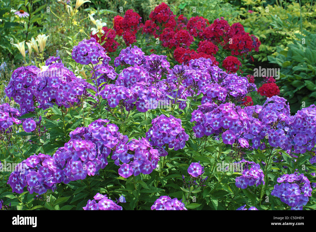 Purple garden phlox Phlox panniculata Stock Photo