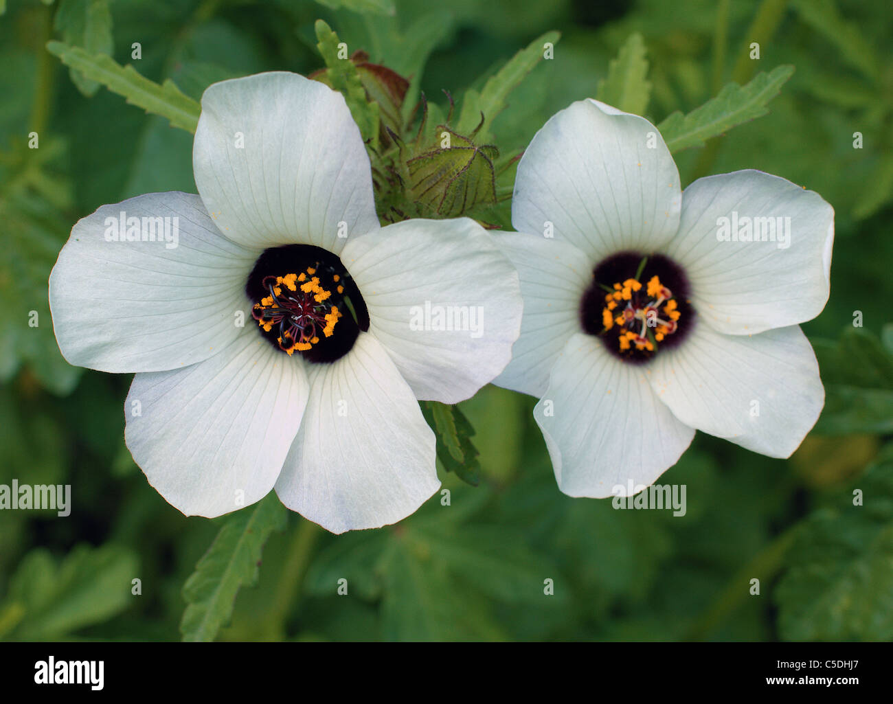 Venica mallow white flowers close up Hibiscus trionum Stock Photo
