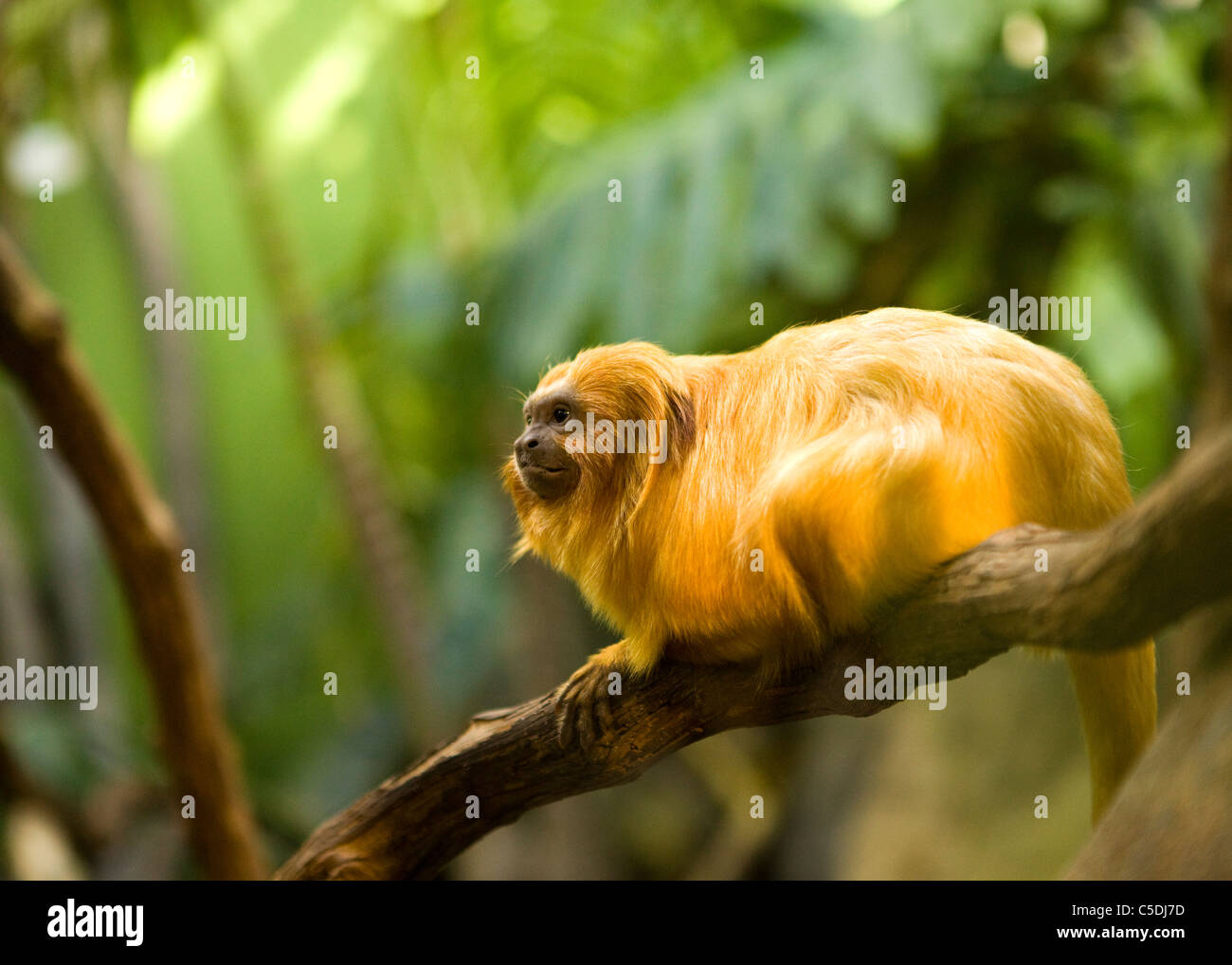 The endangered Golden Lion Tamarin (Leontopithecus rosalia) sitting on a tree limb Stock Photo
