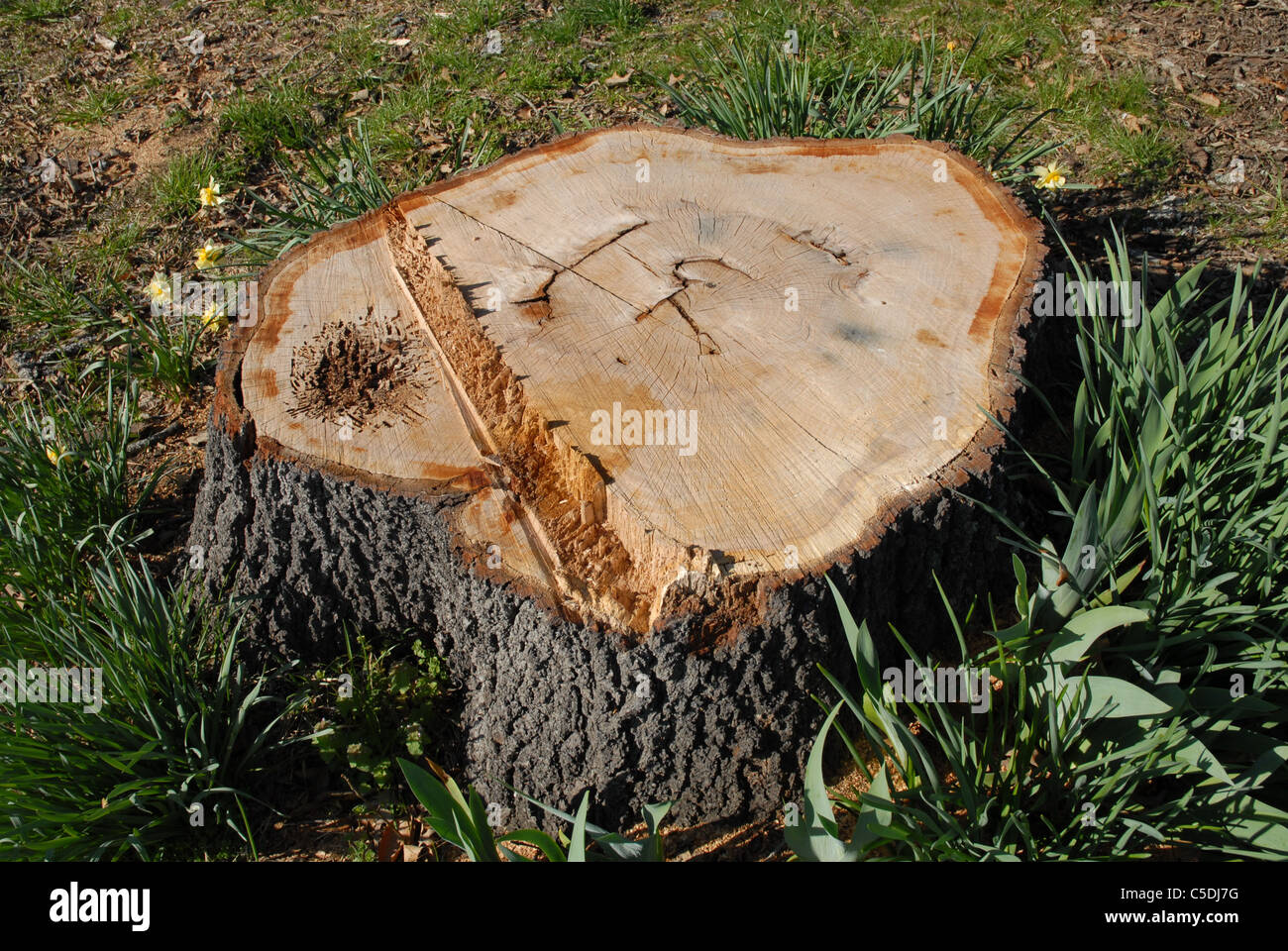 An Oak Tree Stump. Stock Photo