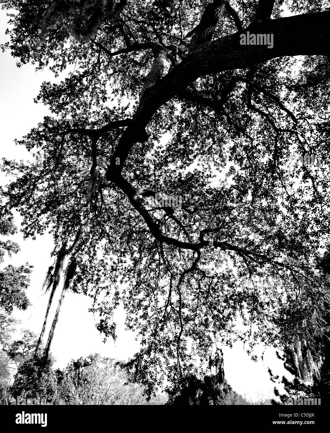 Oak tree silhouette Black and White Stock Photos & Images - Alamy