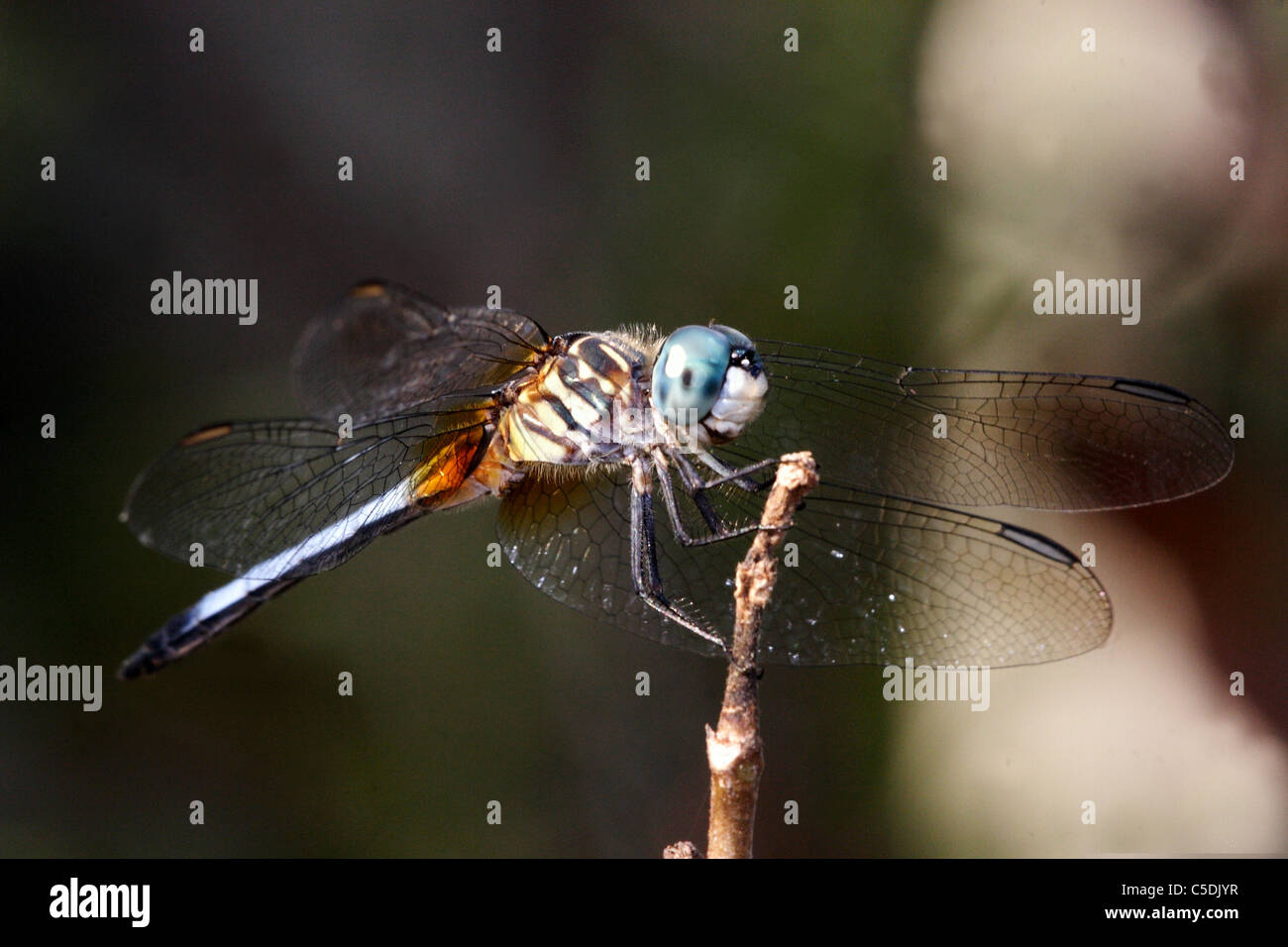 Blue Dasher Pachydiplax longipennis Stock Photo - Alamy