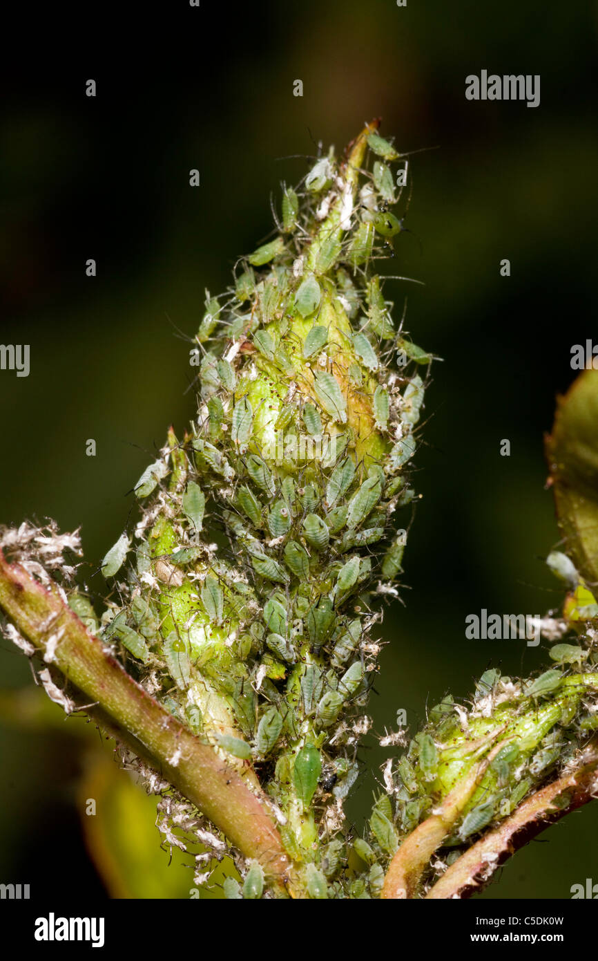 Greenfly on sale on roses