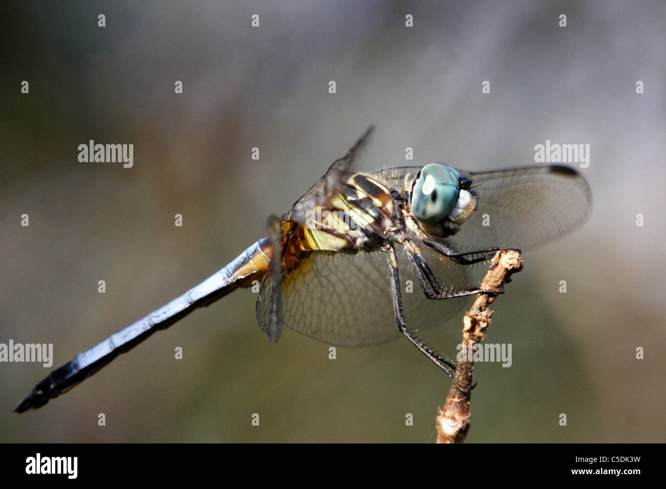 Blue Dasher Pachydiplax longipennis Stock Photo - Alamy
