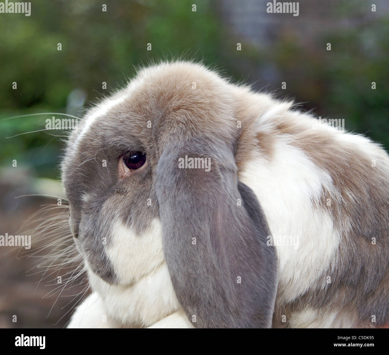 Alice's Rabbit Whole - Mate' Brew