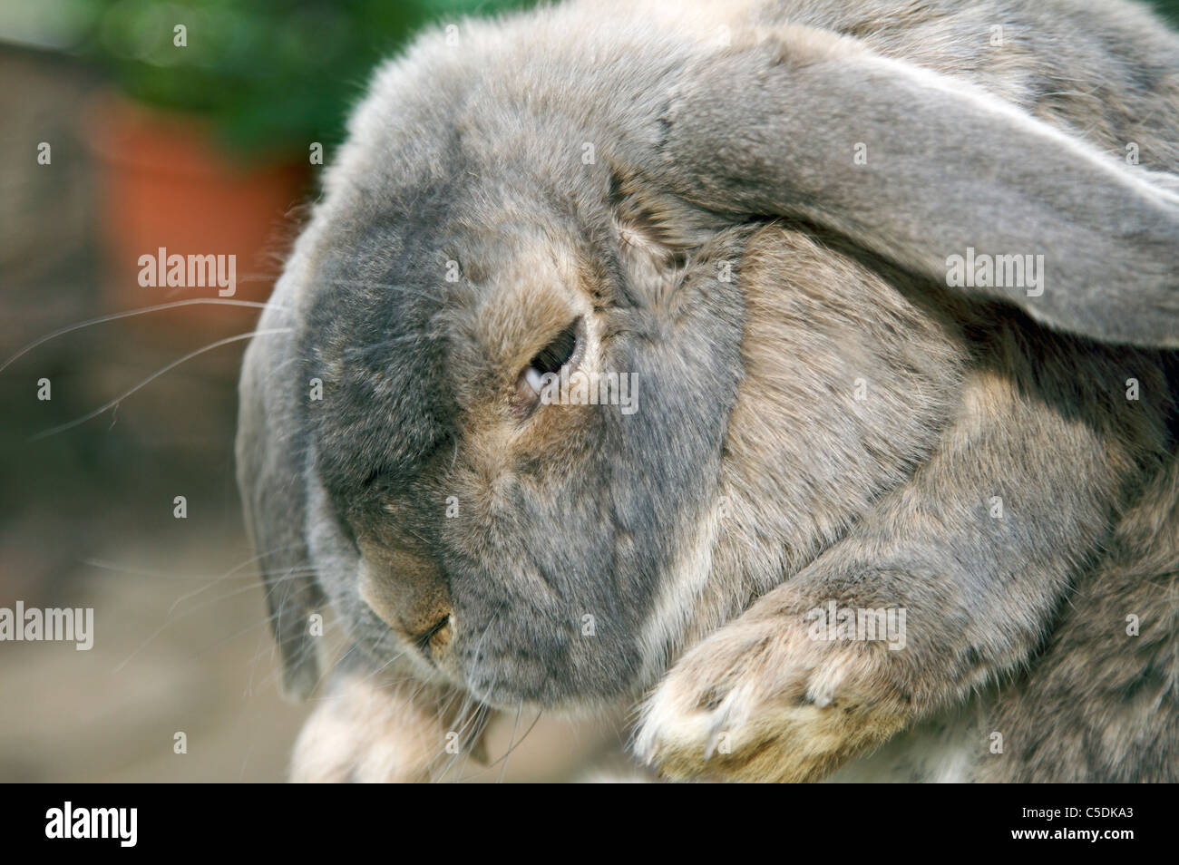 Rabbit fur as background Stock Photo by ©Gap 120551596