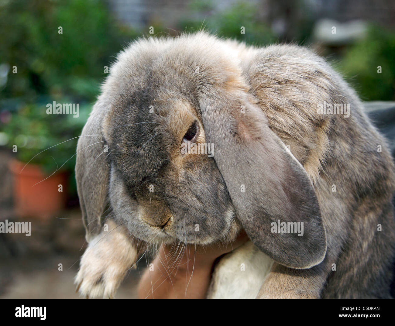 Old English Lop Eared Rabbits Stock Photo Alamy