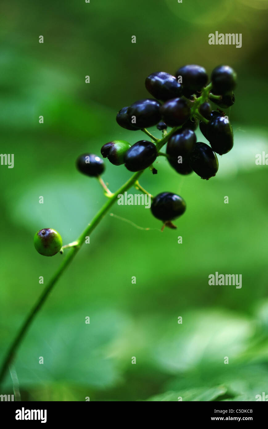 Actaea spicata. Baneberry Stock Photo Alamy