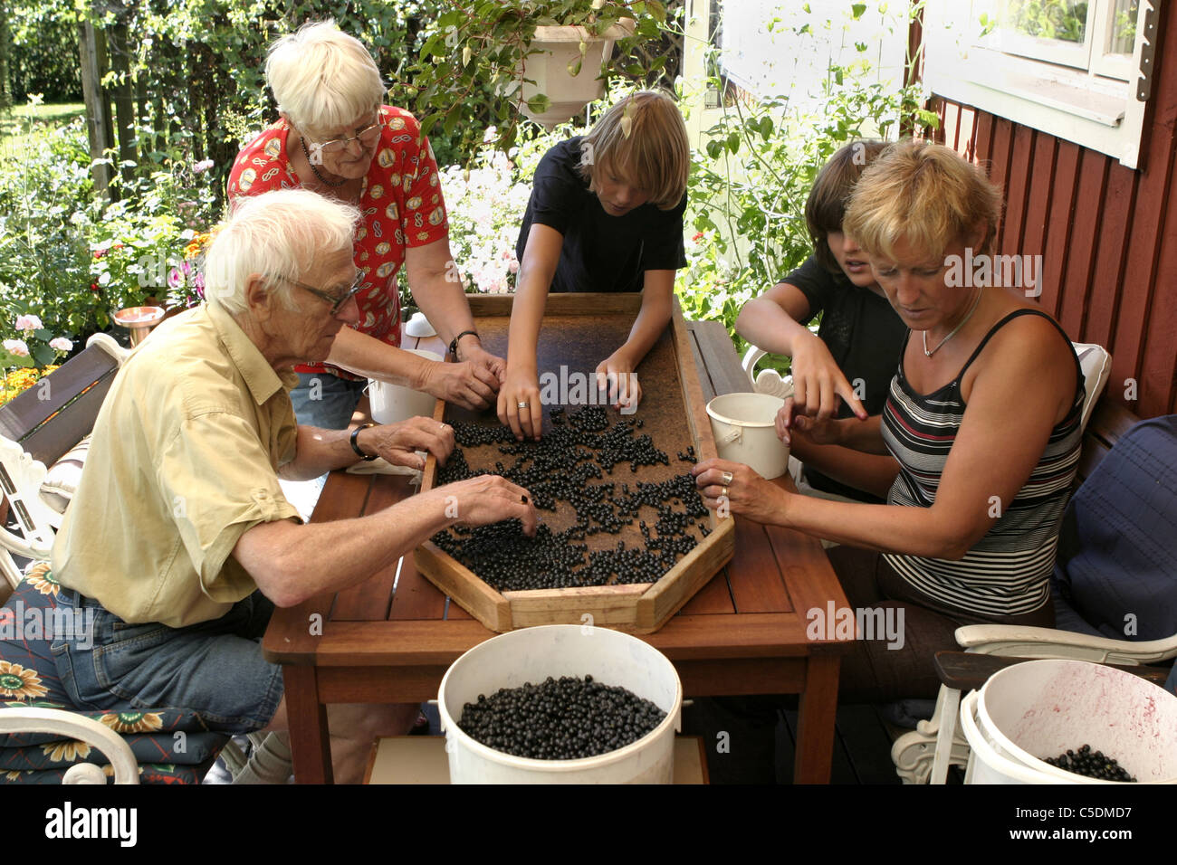 Group of family member cleaning blueberries at the porch Stock Photo