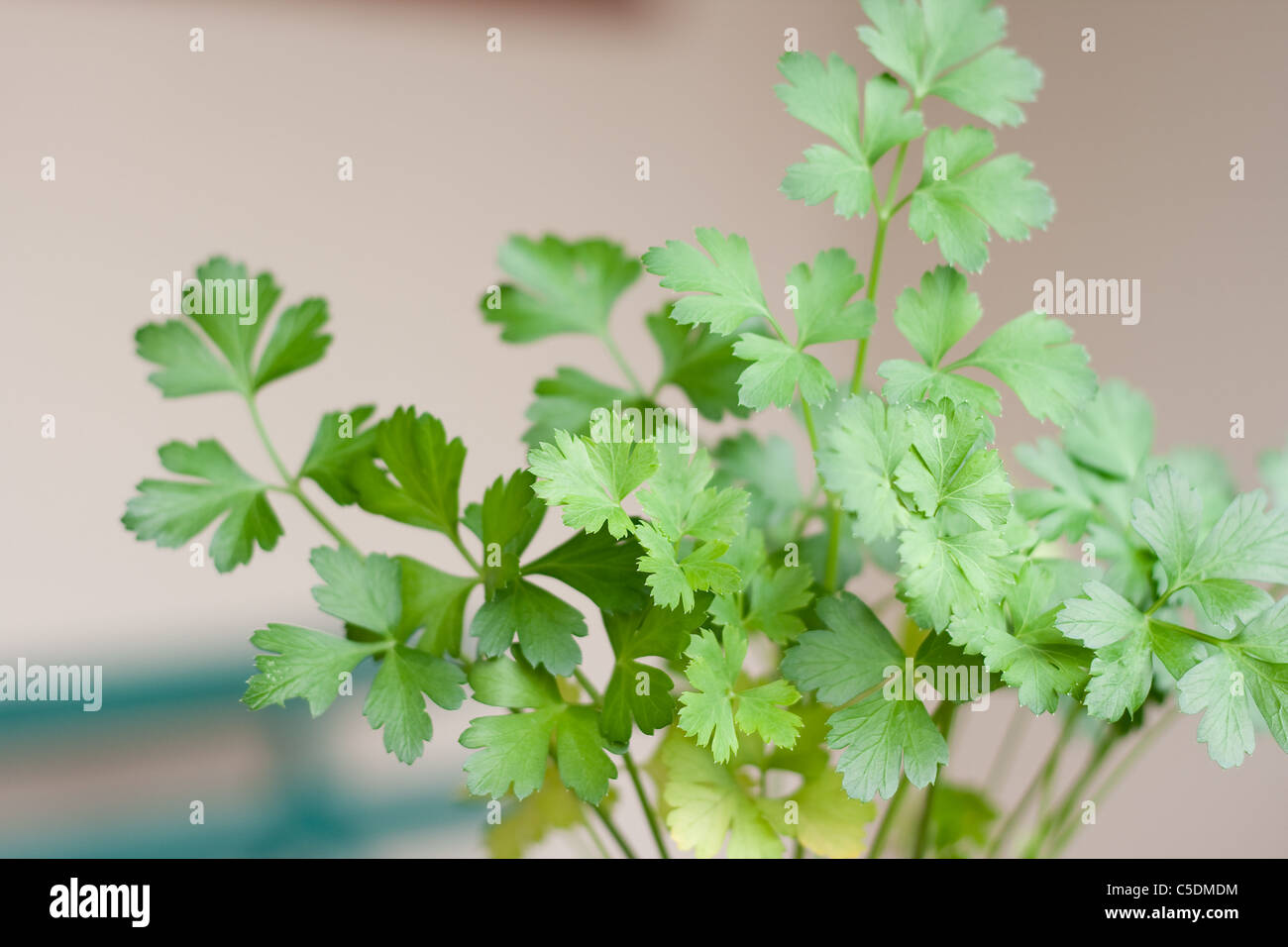 Plant with stem and leaves hi-res stock photography and images - Alamy