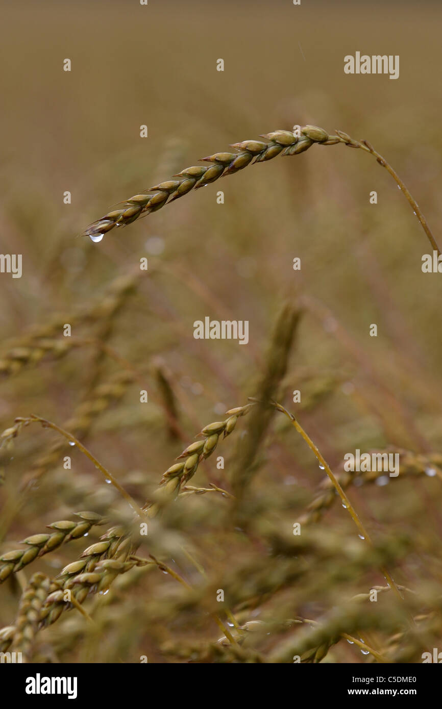 Stalks of wheat hires stock photography and images Alamy