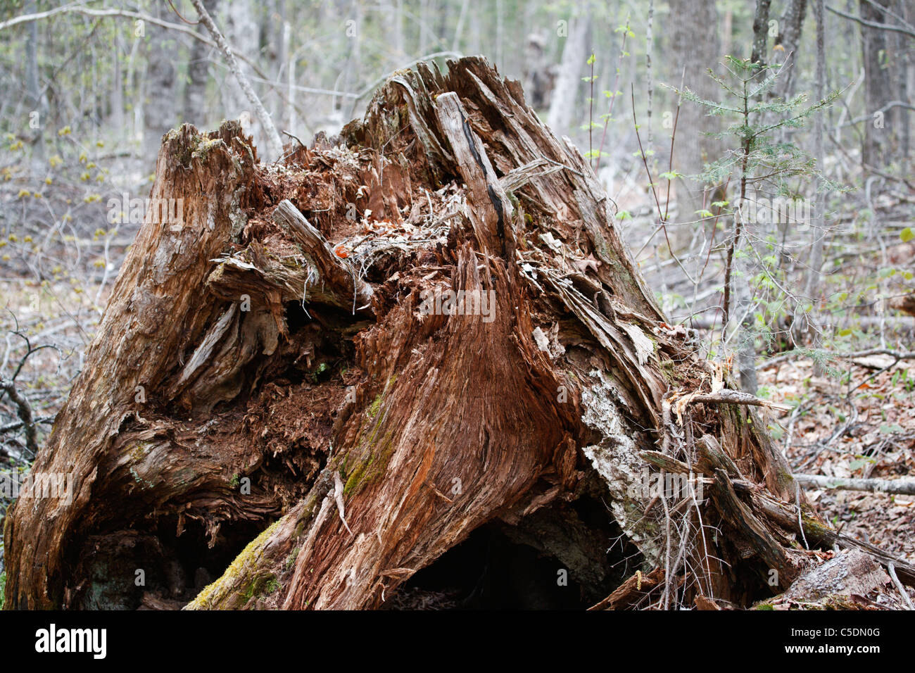 Decaying tree stump along the old Swift River Railroad in the White Mountains, New Hampshire USA Stock Photo