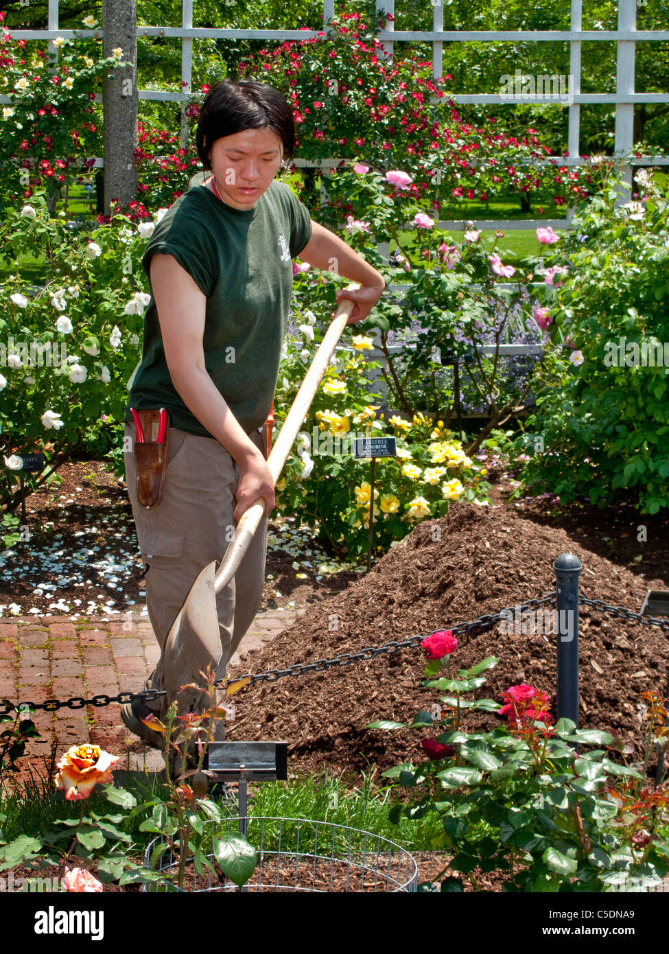 An Asian American woman uniformed gardener shovels compost in the Cranford Rose Garden of the Brooklyn (NY) Botanic Garden. Stock Photo