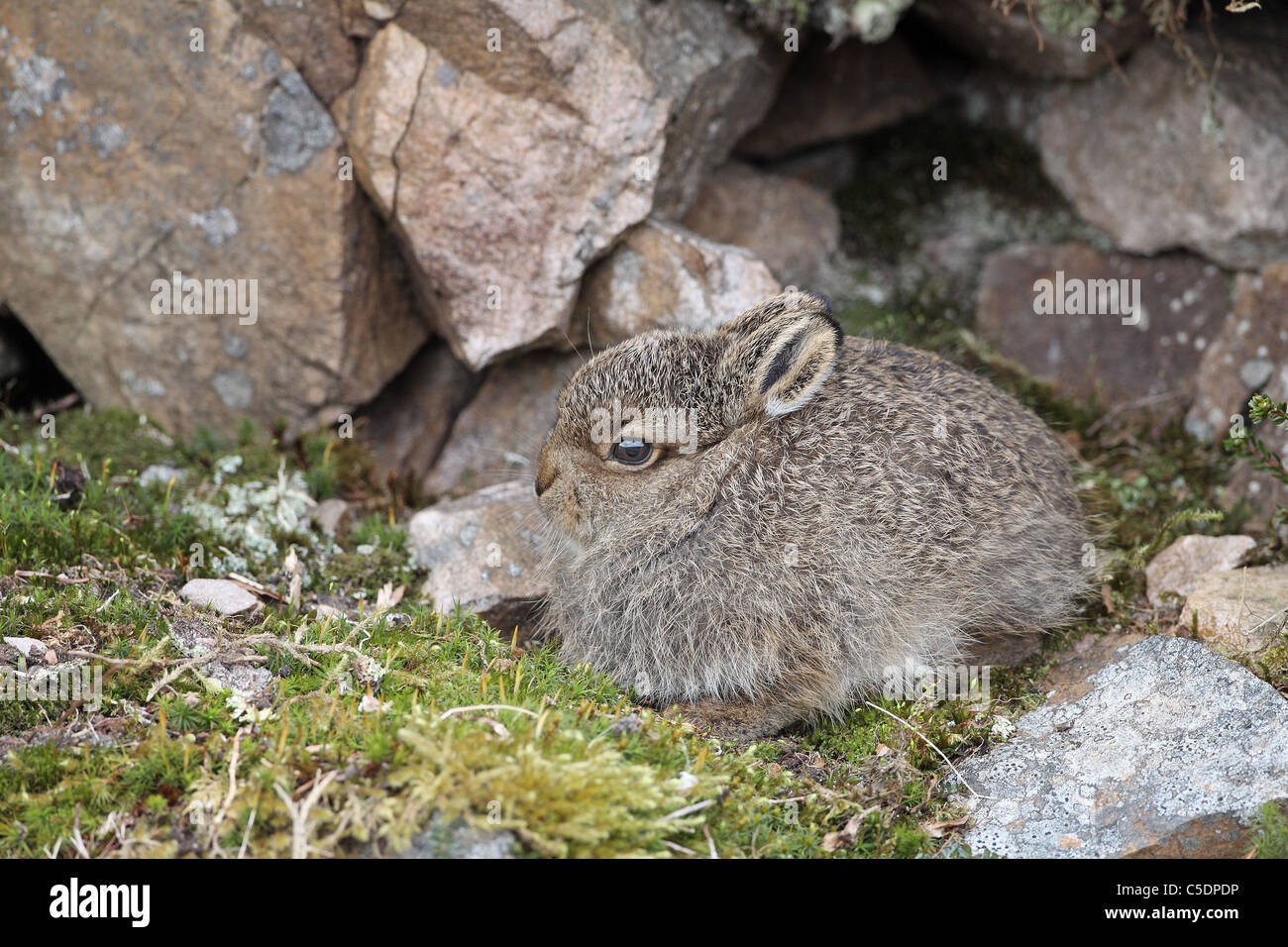 Mountain Hare leveret, Lepus timidus, sheltering among rocks Stock