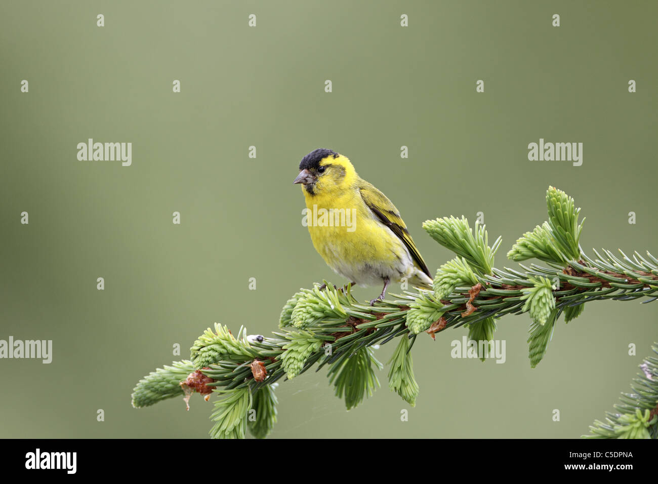 Siskin, Carduelis spinus, male on pine branch in Western Perthshire Stock Photo
