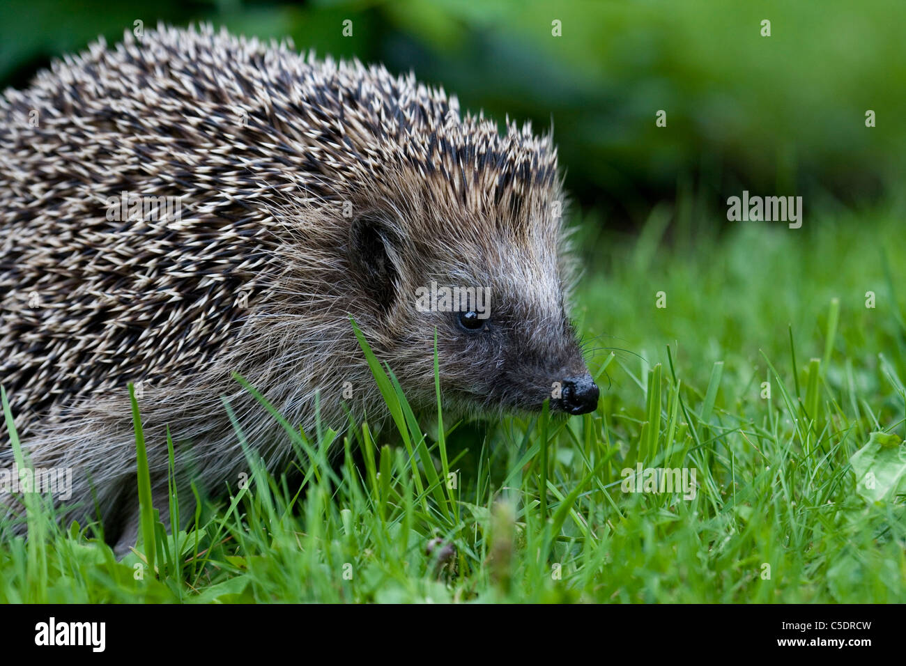 Hedgehog side view hires stock photography and images Alamy