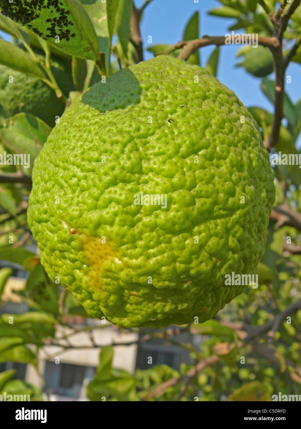 Citrus aurantium Linn, Sour Orange, Idlimbu Stock Photo