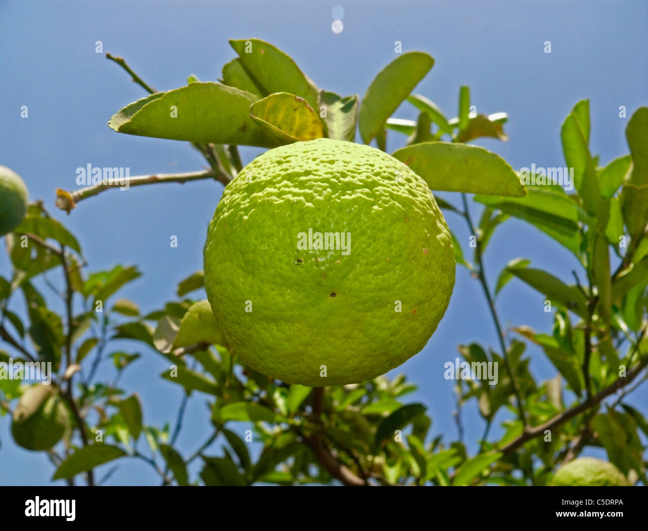 Citrus aurantium Linn, Sour Orange, Idlimbu Stock Photo