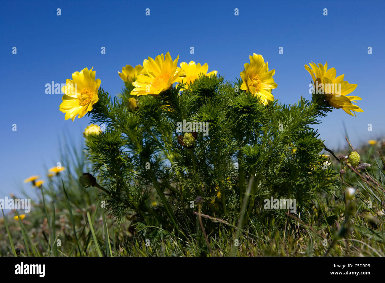 Close-up of Adonis vernalis against clear blue sky Stock Photo