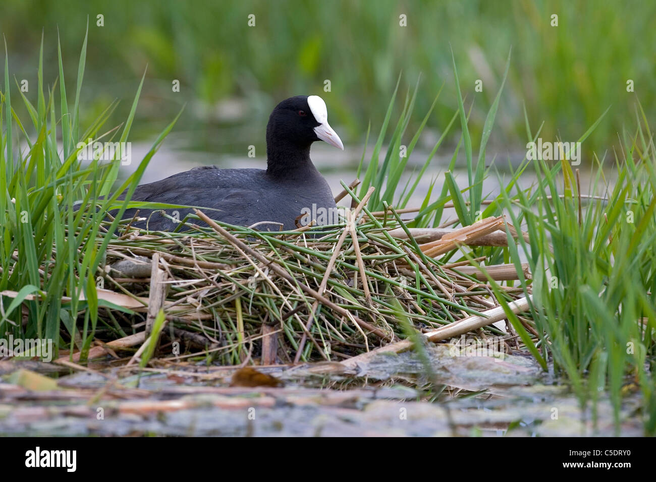 Coot Nest High Resolution Stock Photography and Images - Alamy