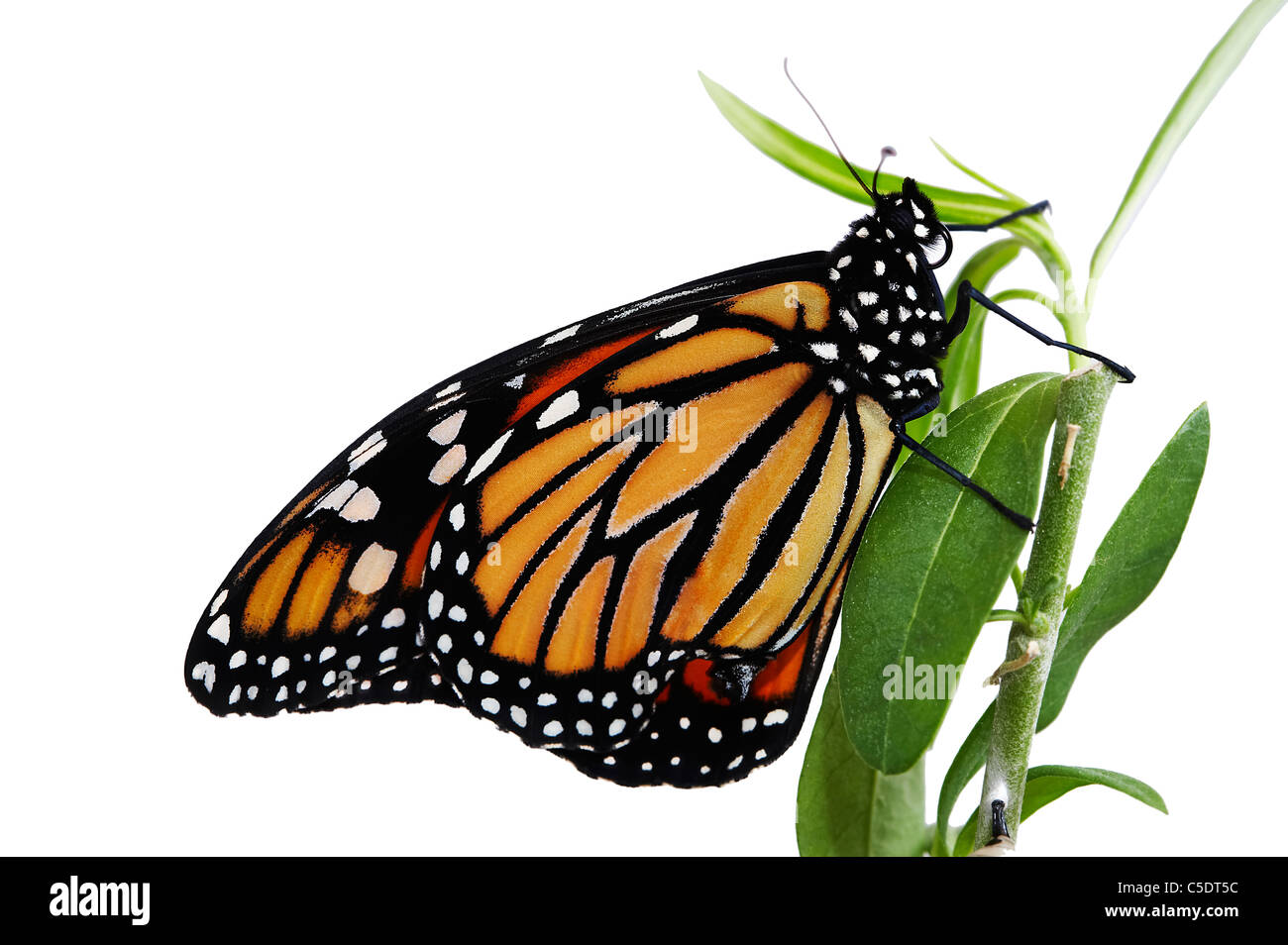 Monarch Butterfly Danaus plexippus, New Zealand Stock Photo Alamy