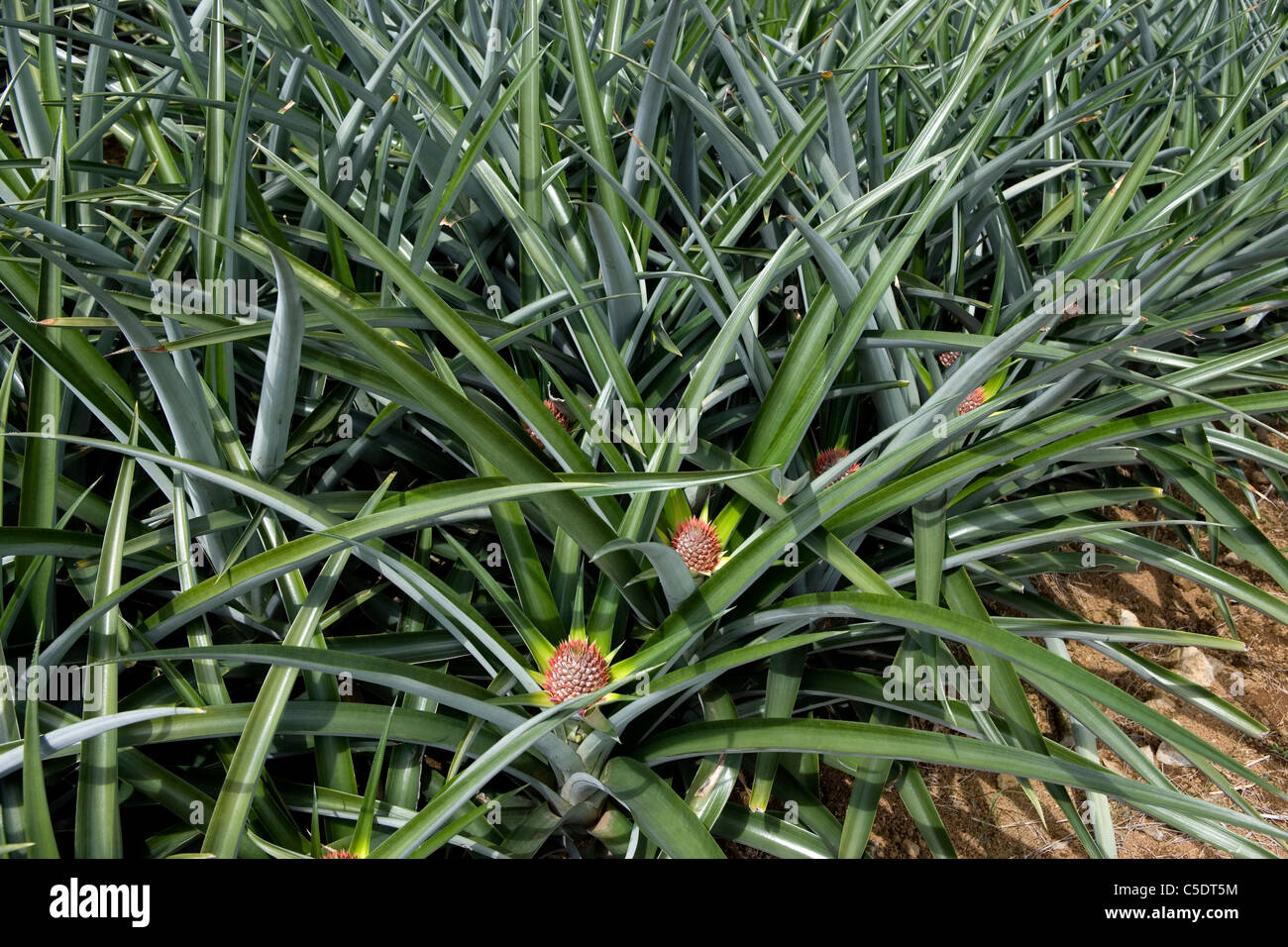 How to grow pineapple hires stock photography and images Alamy