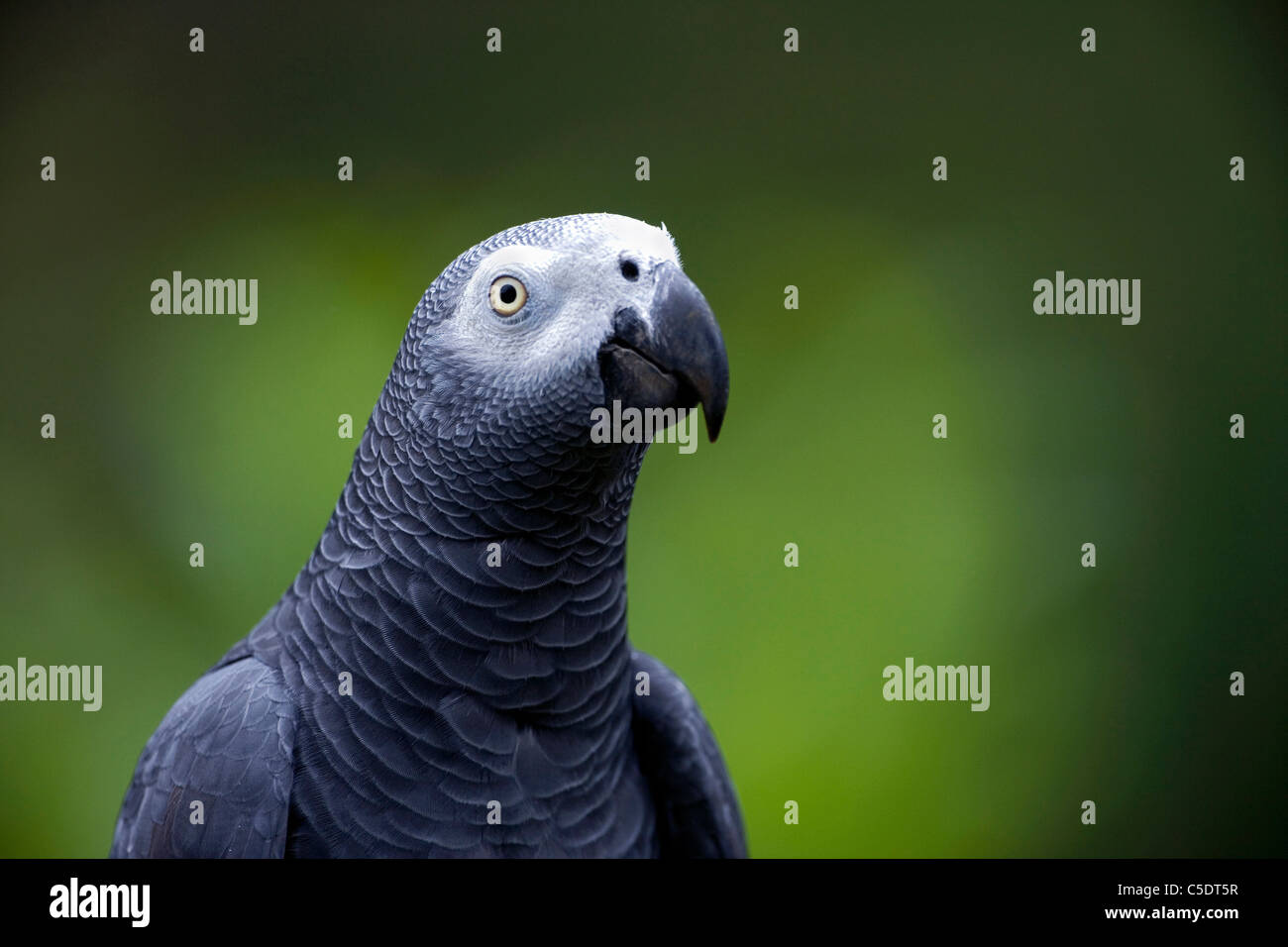 Parrot beak shape hi-res stock photography and images - Alamy