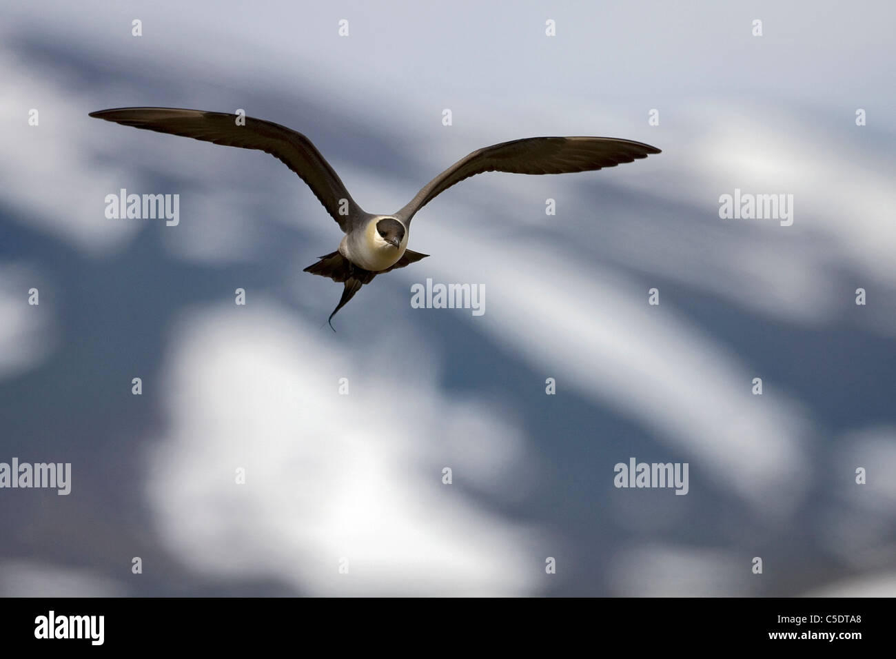 Skua bird in flight with spread wings against blurred background Stock Photo