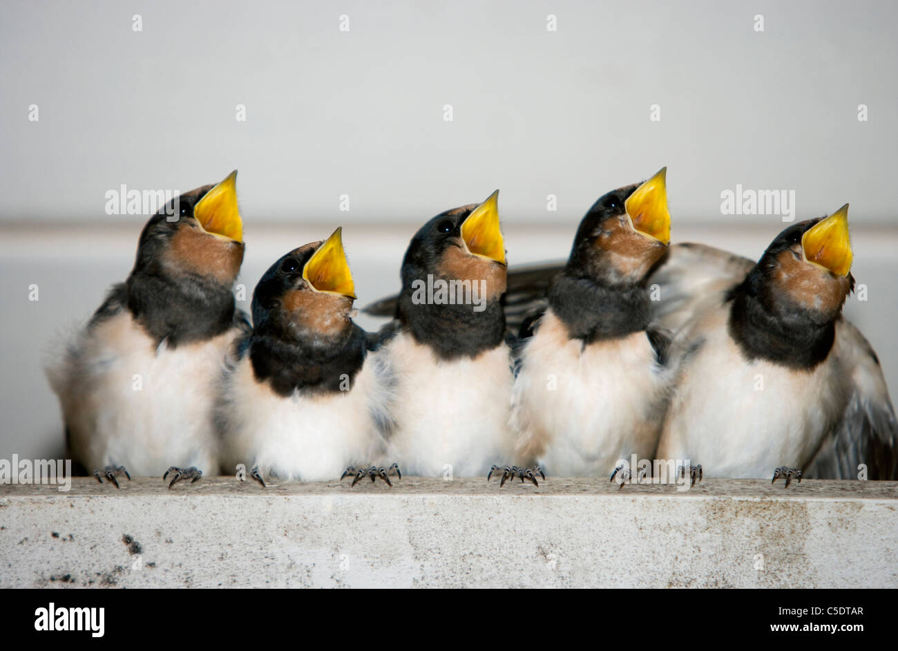 Close-up of baby swallows in a line begging for food with beaks open Stock Photo