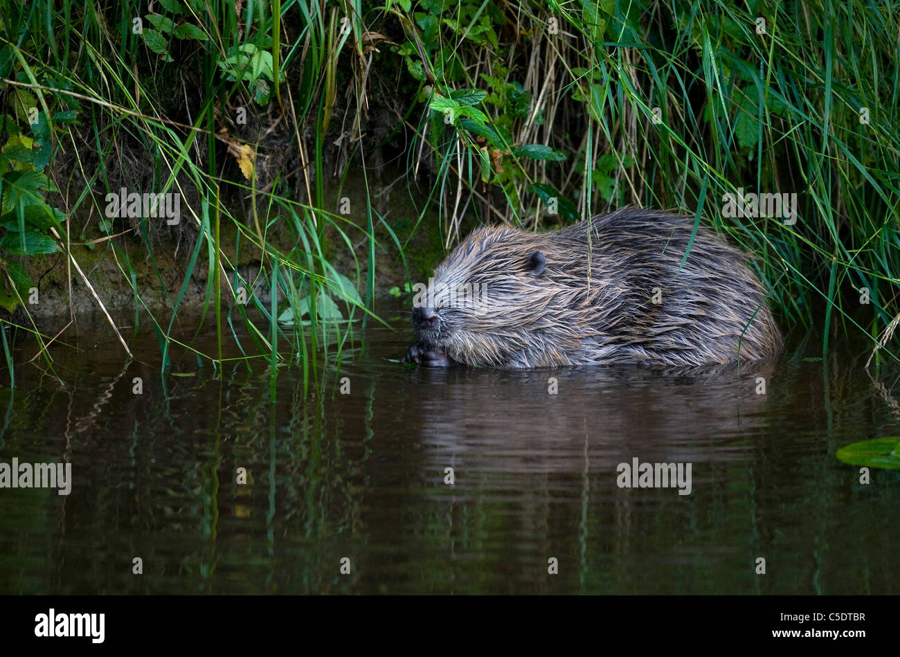Beaver in water hi-res stock photography and images - Alamy