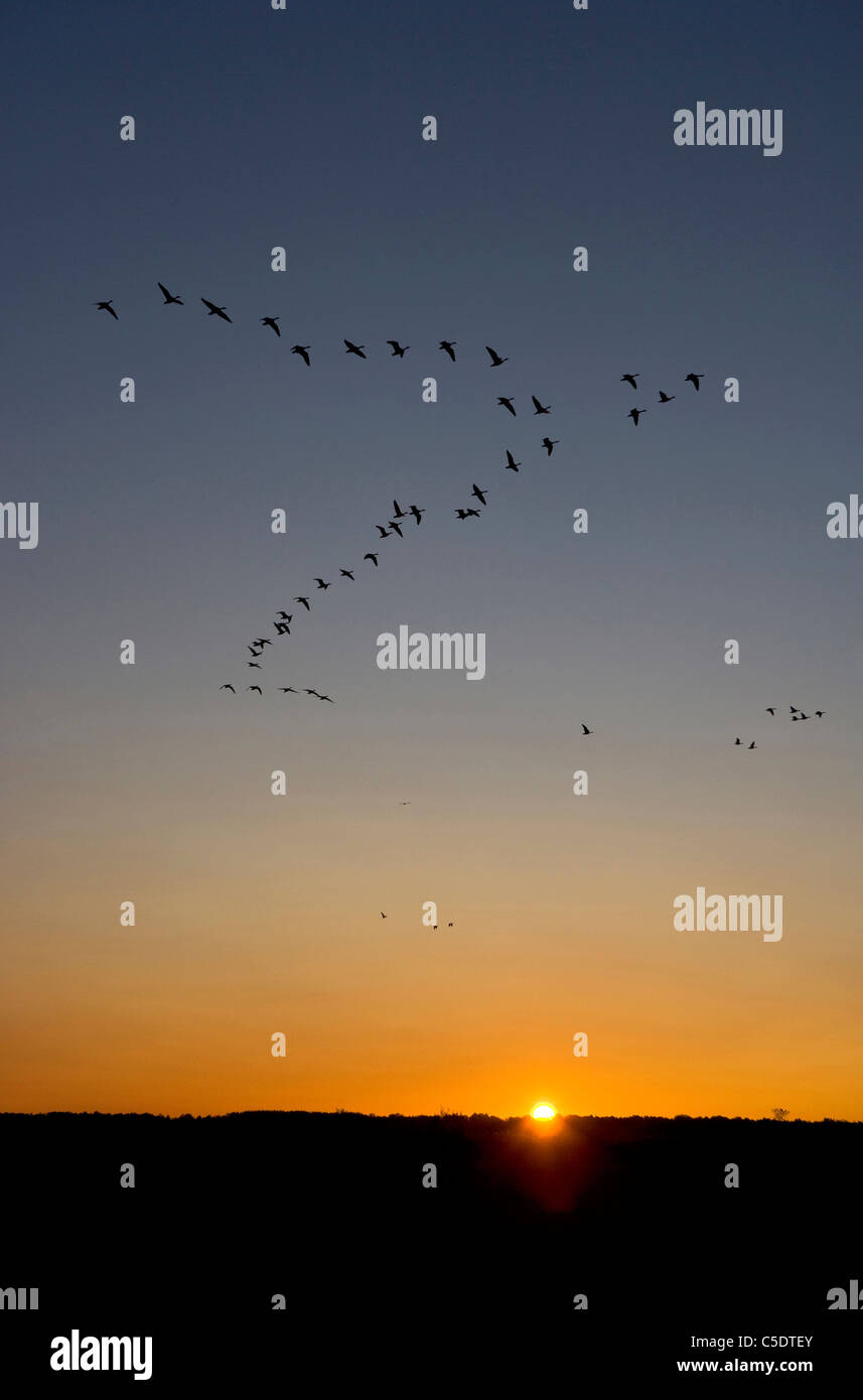 Flying geese at sunrise over silhouette landscape Stock Photo