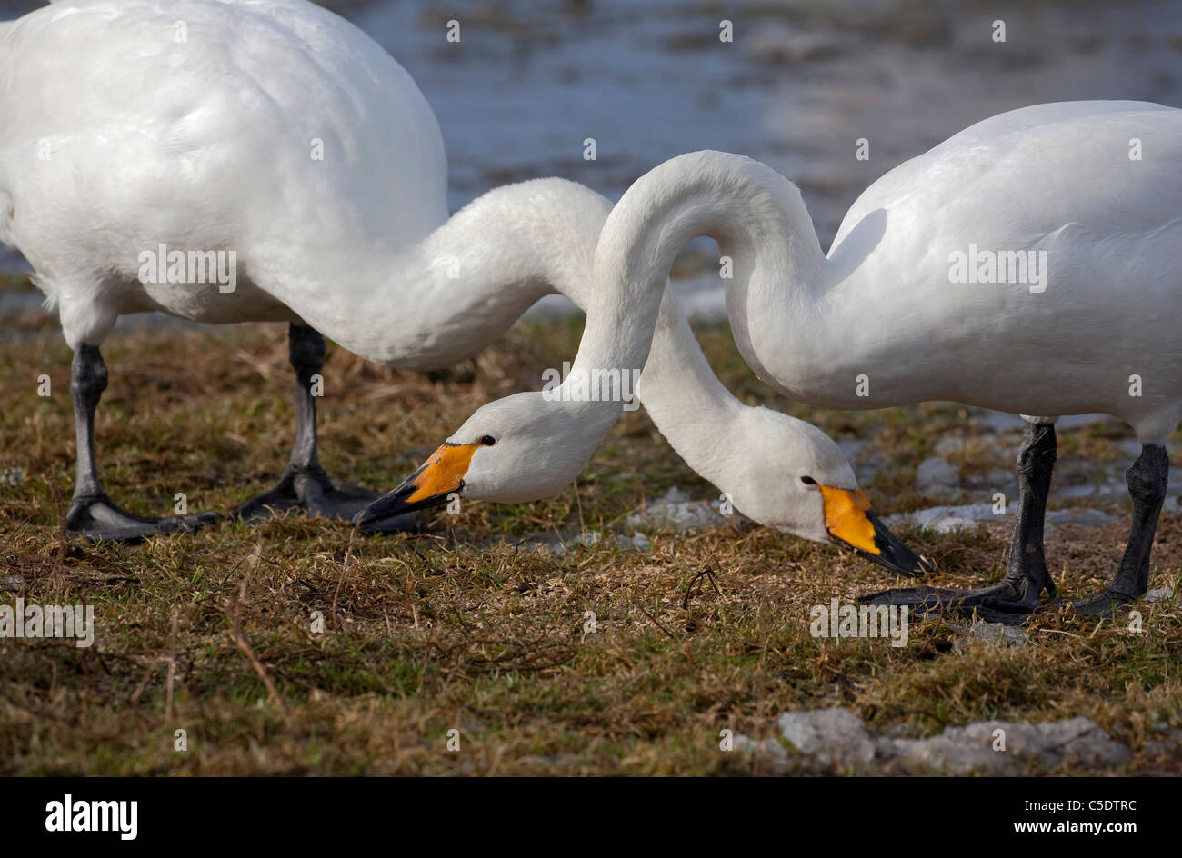 Swans eat hires stock photography and images Alamy