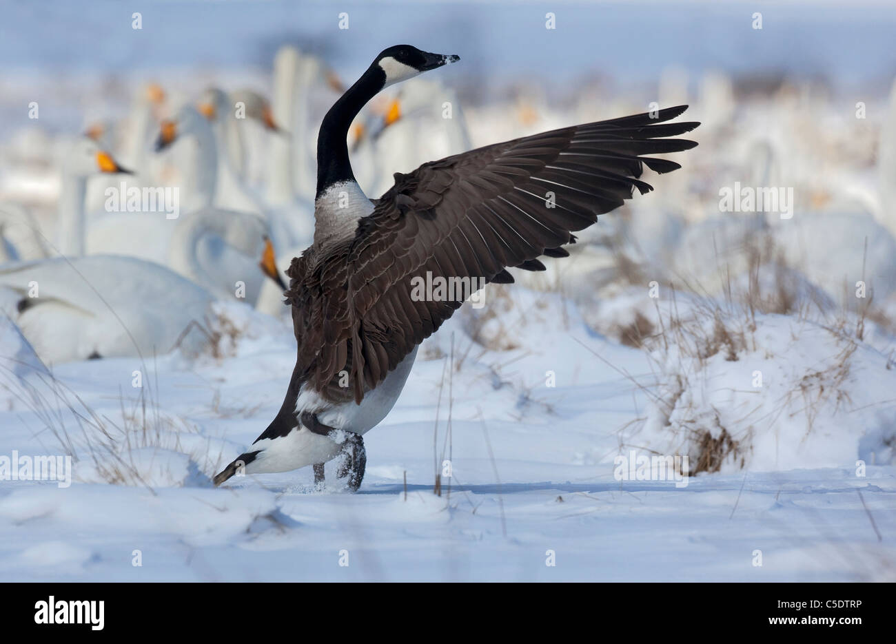 Canada Goose with spread wings and whooper swans on winter landscape Stock Photo