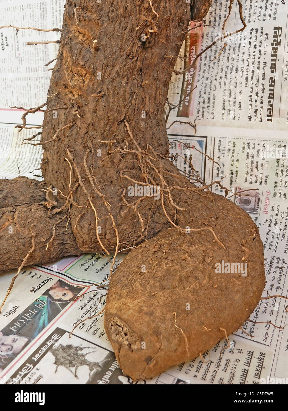Aerial tubers, greater yam called as 'Kokan Kanghar', A root Crop. Ratnagiri, Maharashtra, India Stock Photo