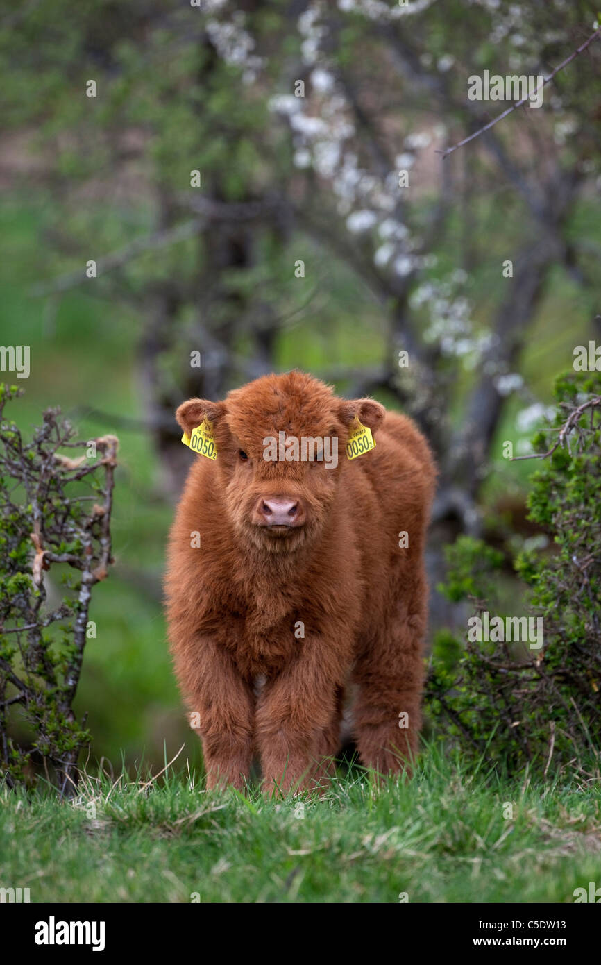 Portrait of a Highland Cattle calf on grass against blurred tree trunks Stock Photo