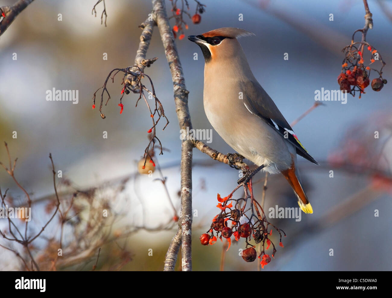 Close-up side shot of Waxwing on branch with berries against blurred background Stock Photo