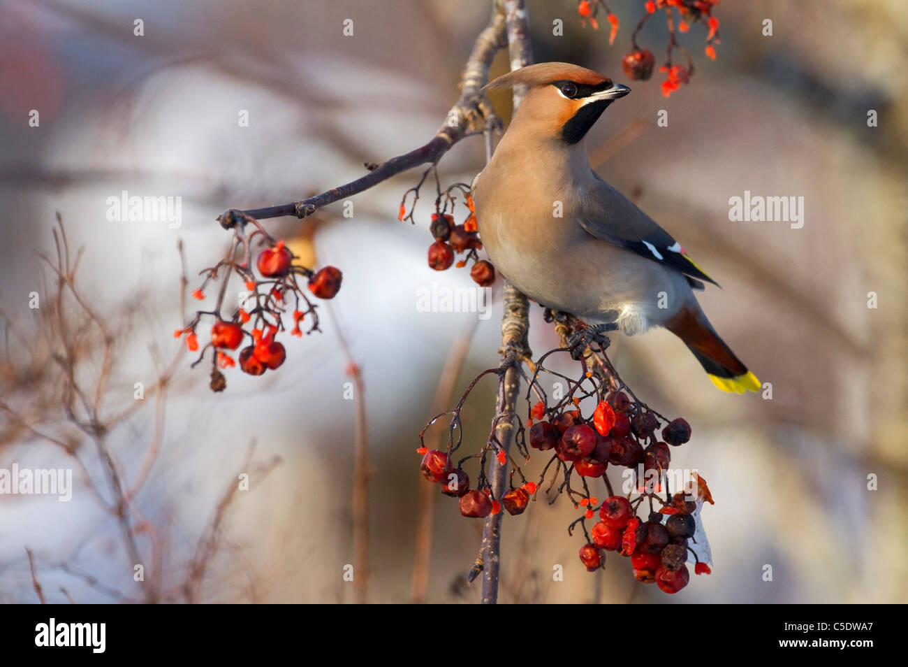 Close-up side shot of Waxwing on branch with berries against blurred background Stock Photo