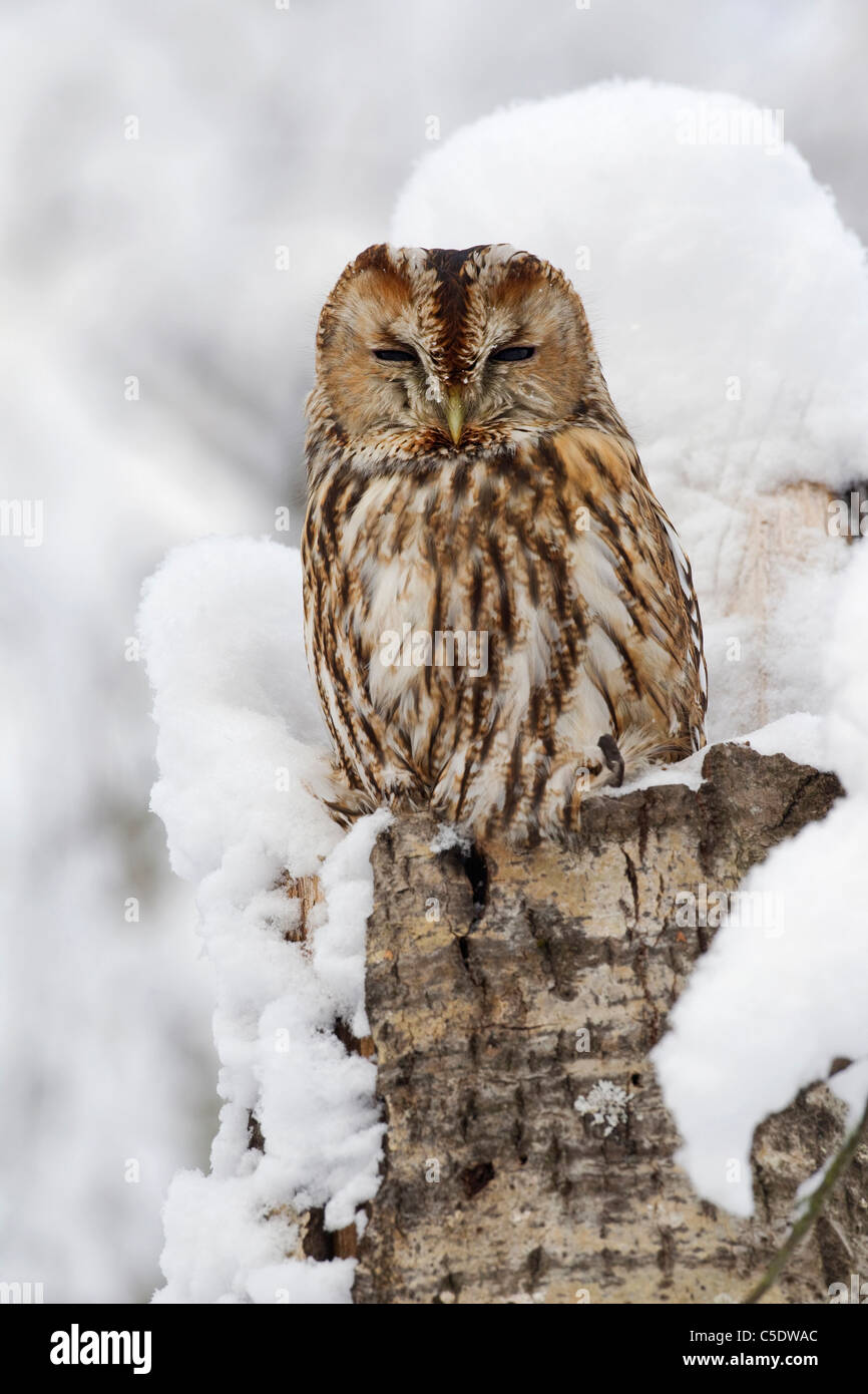 Close-up of a tawny Owl on snowed branch against blurred background Stock Photo