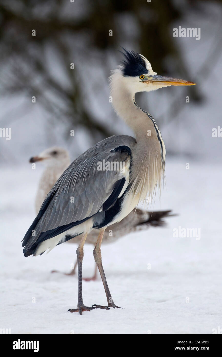 Close-up side view of a grey heron standing on snow covered land against blurred background Stock Photo