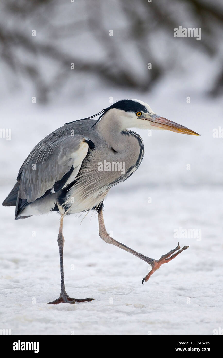 Close-up side view of a grey heron walking on snow covered land against blurred background Stock Photo