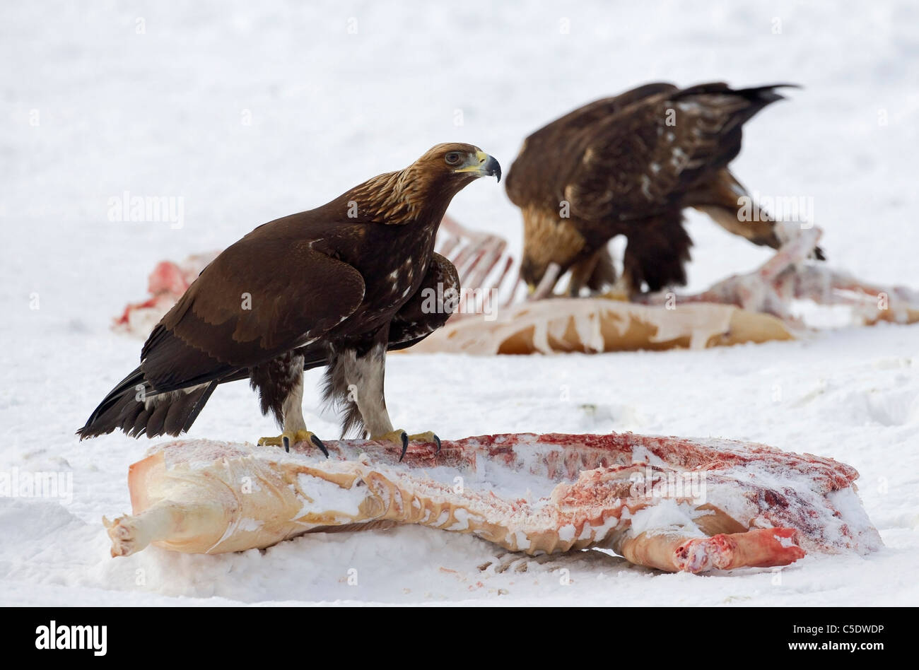 Golden eagles on carrions in winter landscape Stock Photo